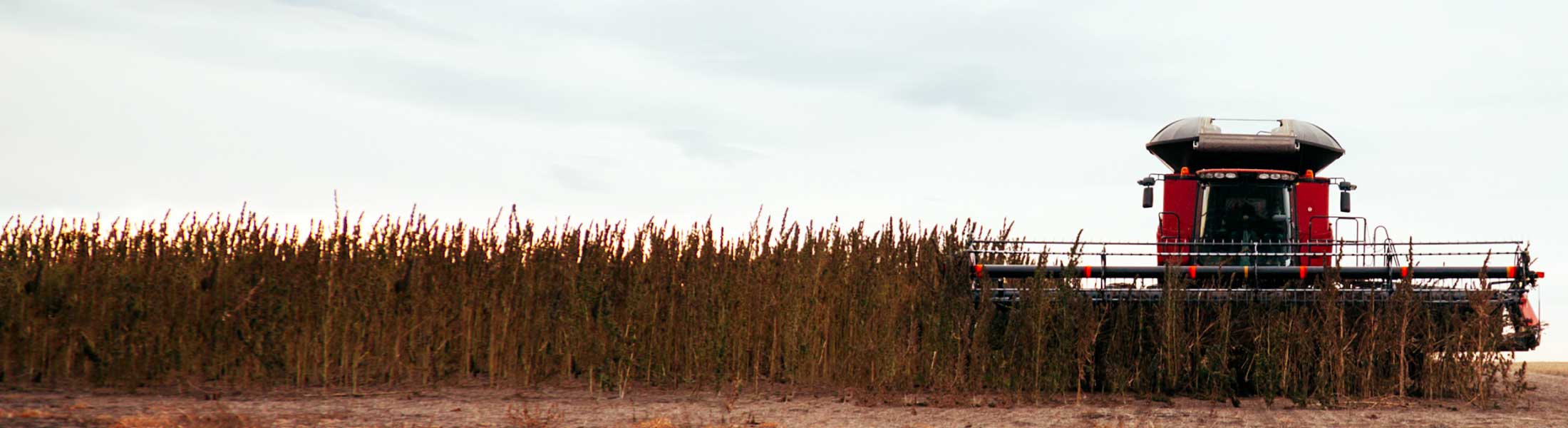 An industrial hemp crop is being harvested mechanically.