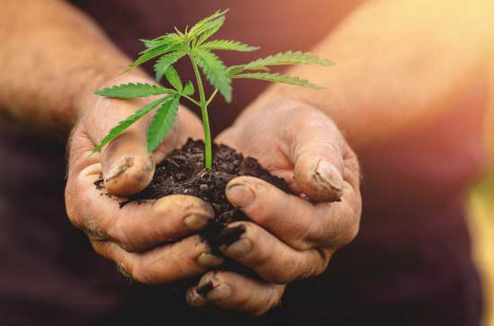 An industrial hemp plant (sprout) is cupped in a farmer's hands with soil.