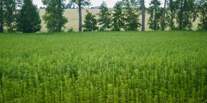 The Amazing Versatility of Industrial Hemp: A Sustainable Super Crop