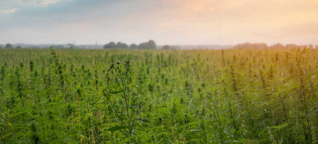 Industrial hemp field at sunset. The environmental impact of cultivation like this improves the soil, reduces carbon, and is sustainable.